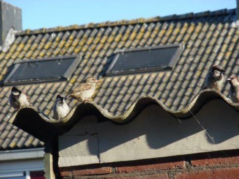 blog_15_tuin met wegspringende poes-er was eens...een planning-reis door ondernemersland 