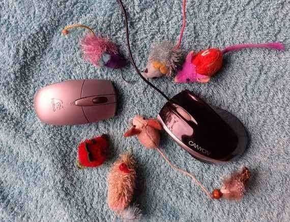 blog_18- passie en geduld- passiebloemen-reis door ondernemersland 