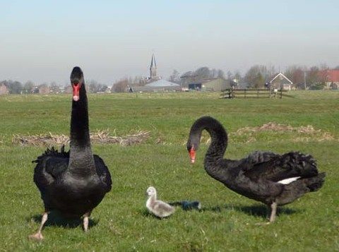 blog_10_zwarte zwanen met jong-niche om in te nestelen-reis door ondernemersland 