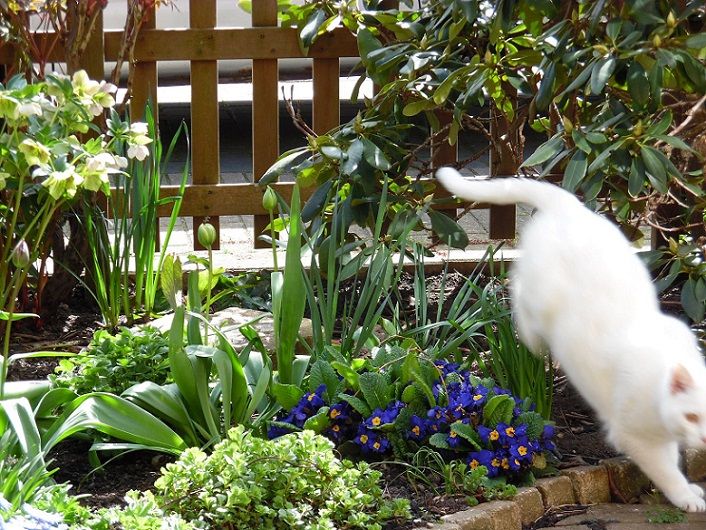 blog_15_tuin met wegspringende poes-er was eens...een planning-reis door ondernemersland 