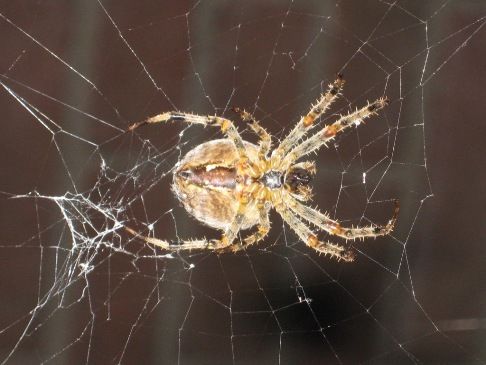 blog_11_spin in web-verwachtingen en vooroordelen-reis door ondernemersland 