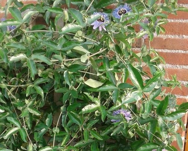 blog_18- passie en geduld- passiebloemen-reis door ondernemersland 